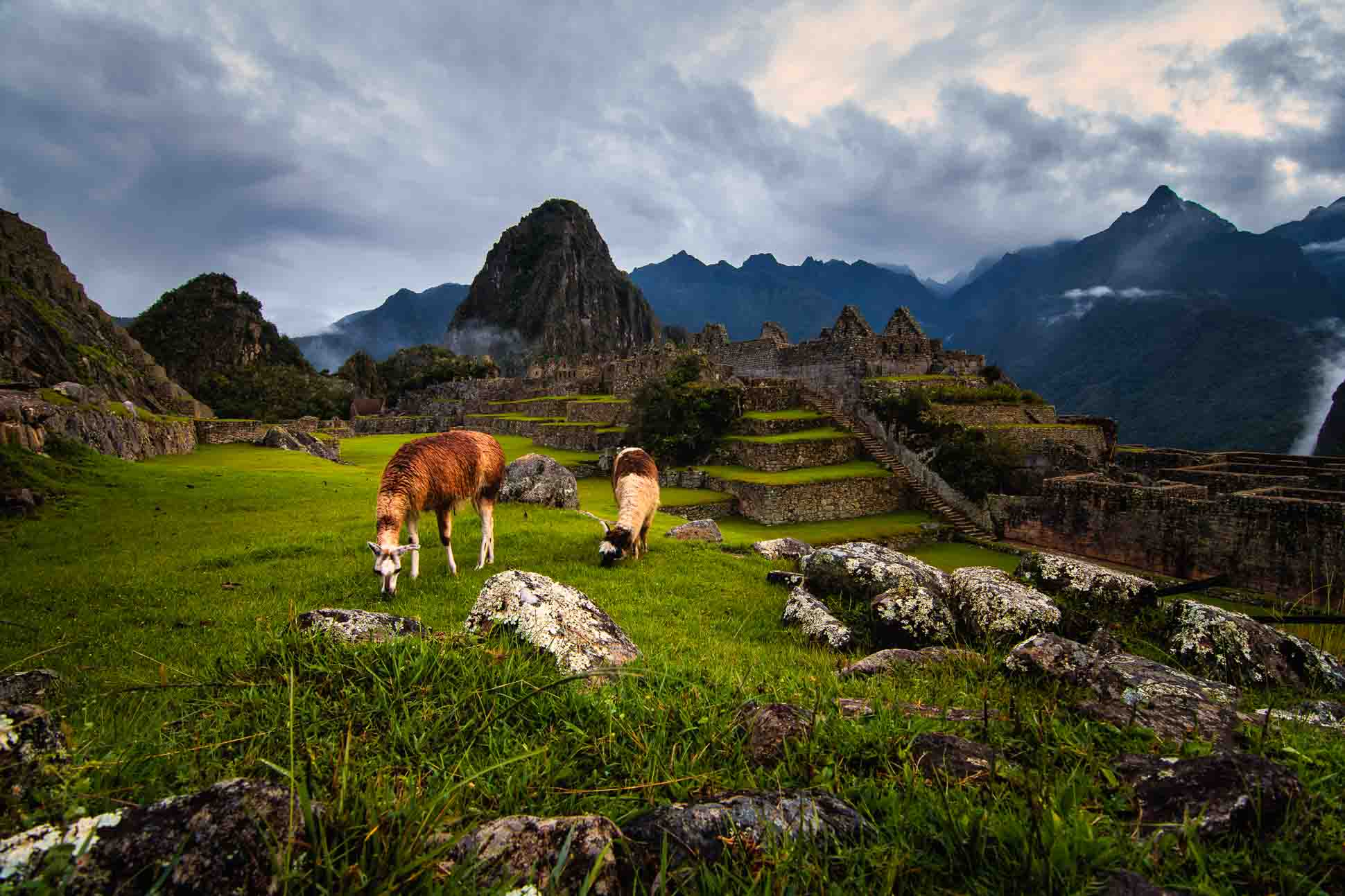 Alpacas of Machu Picchu