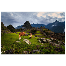 Load image into Gallery viewer, Alpacas of Machu Picchu
