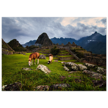 Load image into Gallery viewer, Alpacas of Machu Picchu
