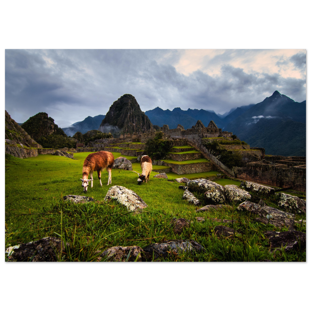 Alpacas of Machu Picchu