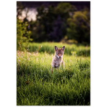 Load image into Gallery viewer, Curious Coyote
