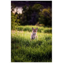 Load image into Gallery viewer, Curious Coyote
